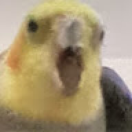 Jamoncito