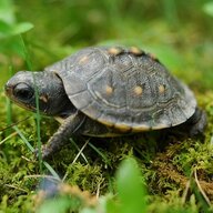 Tortoise