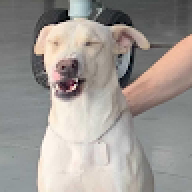 maguito
