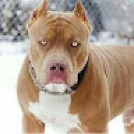 hyagor