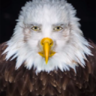 davifarchi