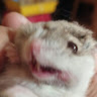 rexnig