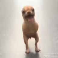 katto