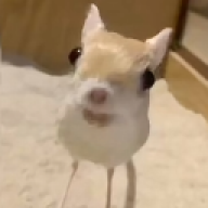 lawzinxxy77