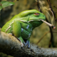 toadula