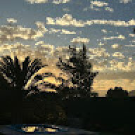 Palmera2