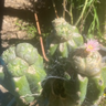 Tricho