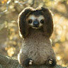 SlothZy
