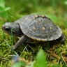 Tortoise