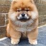 *CHOW-CHOW*