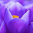 BBM_SQ