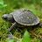 Tortoise