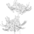Lycoris1994