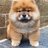 *CHOW-CHOW*